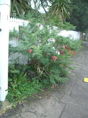 Clianthus