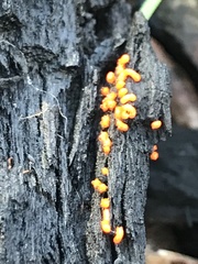 Willkommlangea reticulata