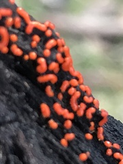 Willkommlangea reticulata