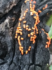 Willkommlangea reticulata