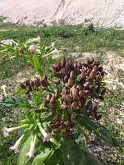 Nicotiana tabacum