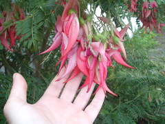 Clianthus