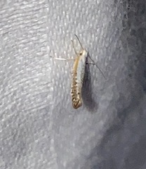 Argyresthia subreticulata