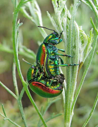 Tansy Beetle