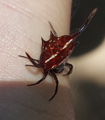 Gasteracantha falcicornis