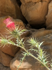 Cirsium arizonicum