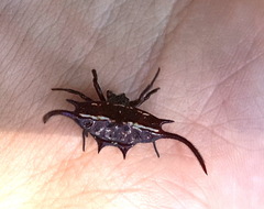 Gasteracantha falcicornis