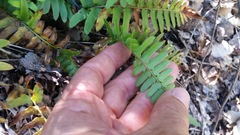 Polystichum imbricans