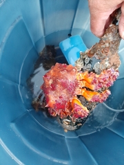 Echidnocerus cibarius