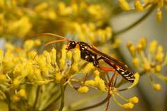 Eutanyacra licitatoria