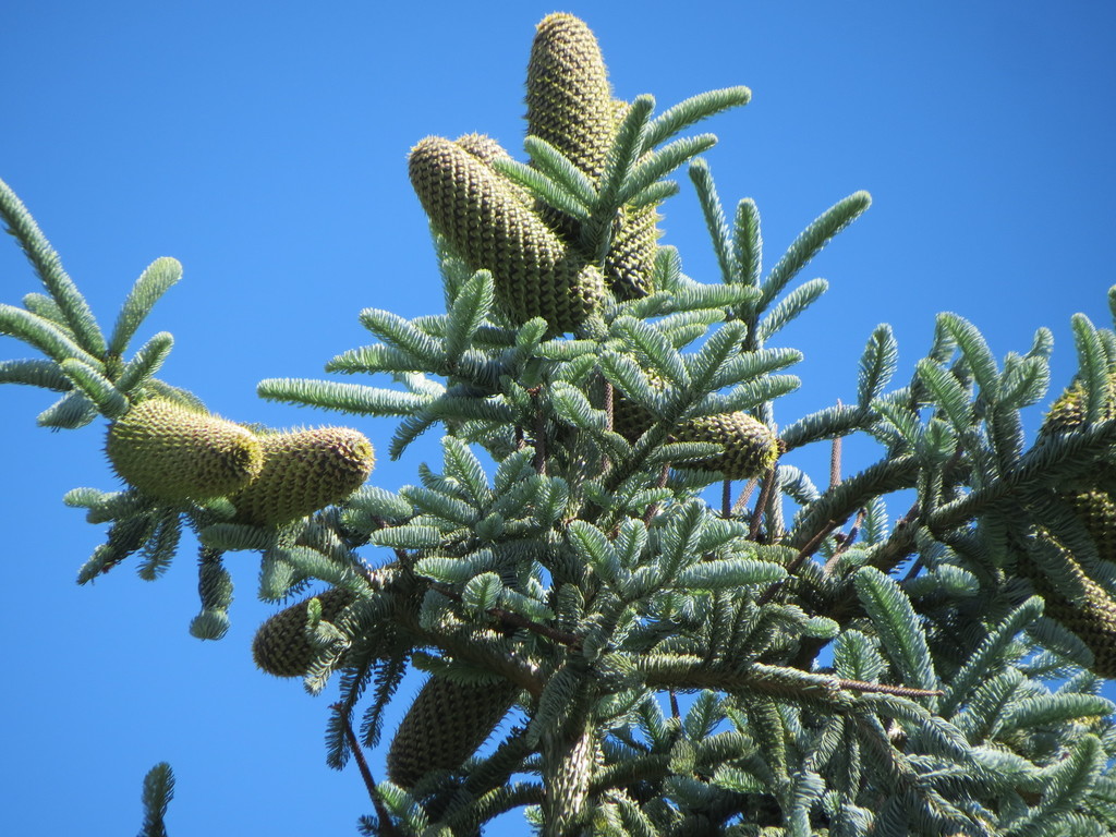 noble fir