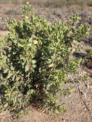 Arctostaphylos glauca