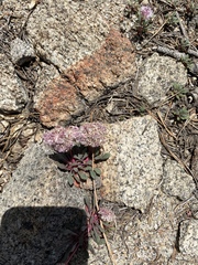 Calyptridium monospermum