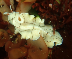 Eurylepta californica