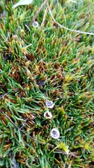 Oreobolus pectinatus