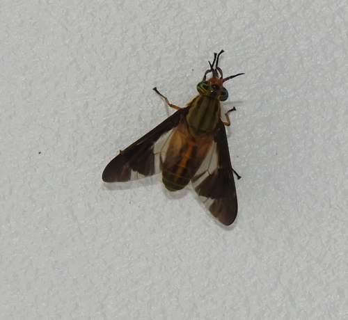 Adulterous Deer Fly photo 4