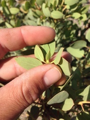 Arctostaphylos glauca