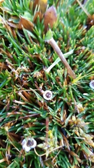 Oreobolus pectinatus