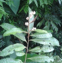 Ardisia compressa