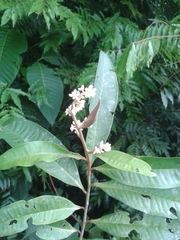 Ardisia compressa