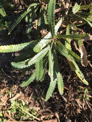 Banksia aemula