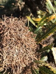 Banksia aemula