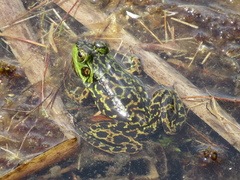 Lithobates septentrionalis
