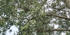 Populus mexicana