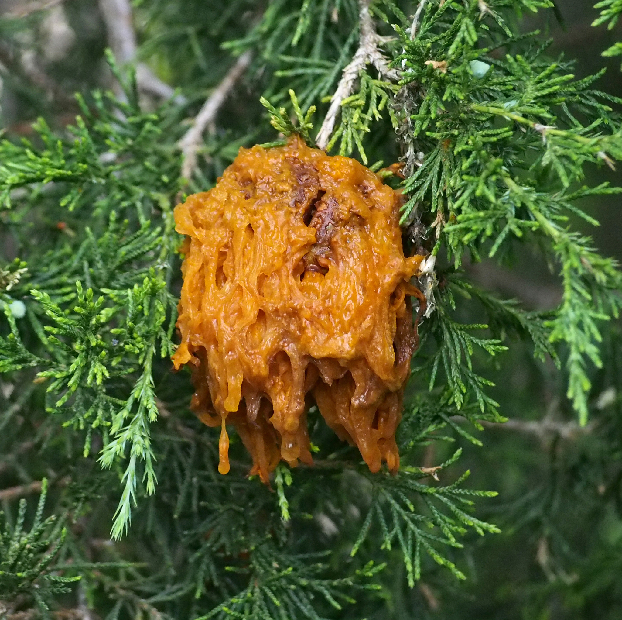 Gymnosporangium juniperi-virginianae image