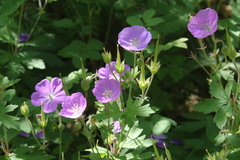 Geranium oreganum