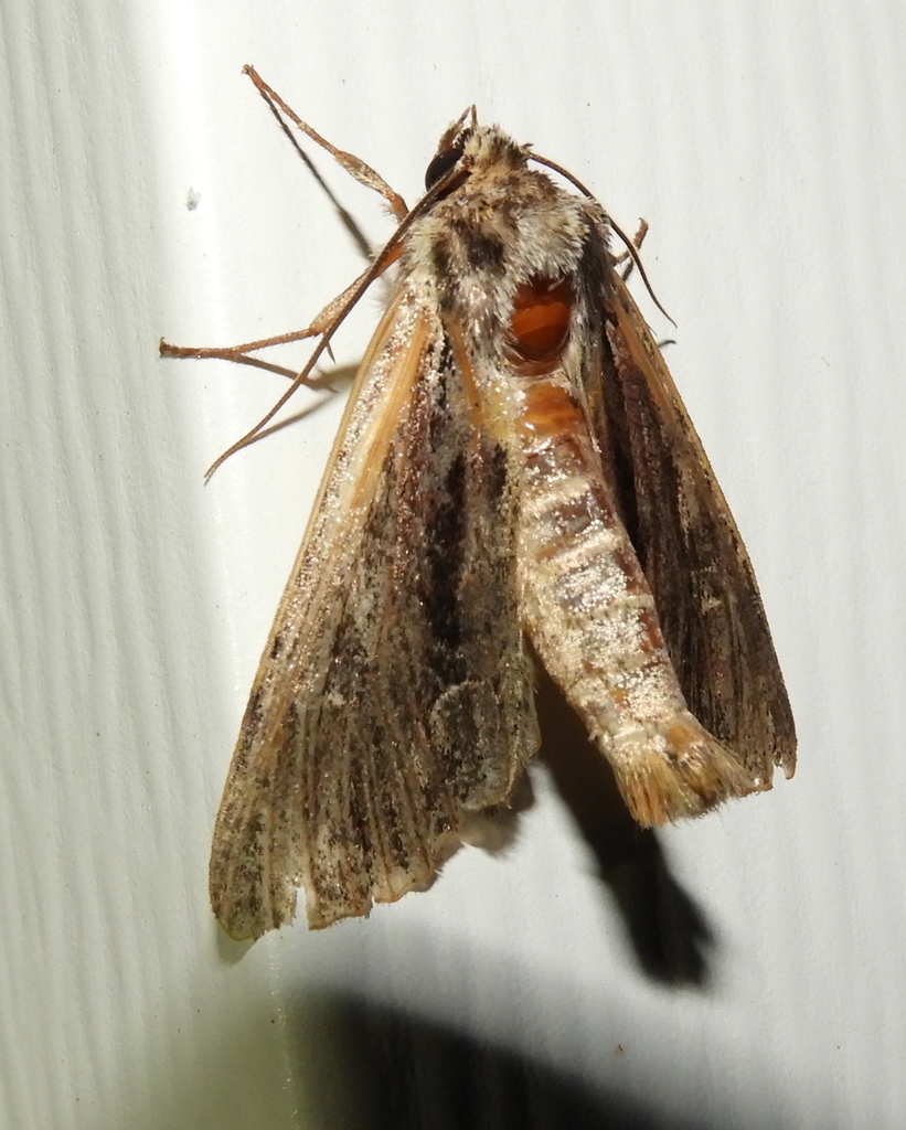 Black-dashed Apamea Moth