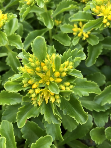 Phedimus ellacombeanus