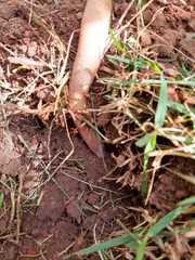 Leposternon microcephalum