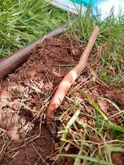 Leposternon microcephalum