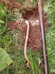 Leposternon microcephalum