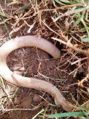 Leposternon microcephalum