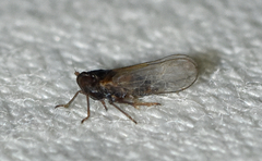 Isodelphax basivitta
