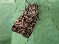 Sideridis reticulata