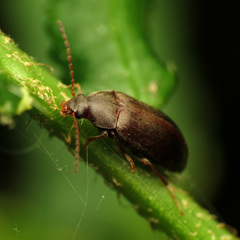 Isomira