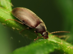 Isomira
