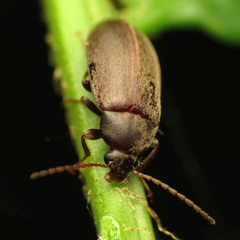 Isomira