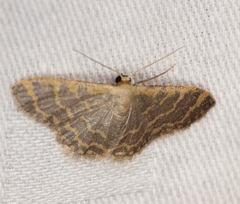 Idaea costiguttata