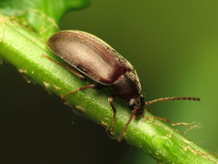 Isomira