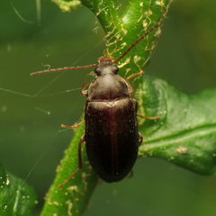 Isomira