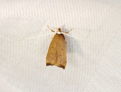 Lecitholaxa thiodora