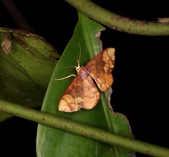 Metallaxis semipurpurascens