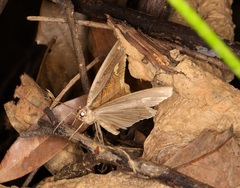 Pareumelea eugeniata