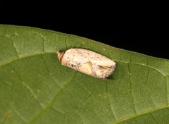 Strotihypera macroplaga
