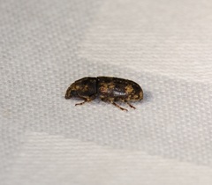 Basitropis nitidicutis