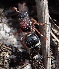 Ephutomorpha dorsigera